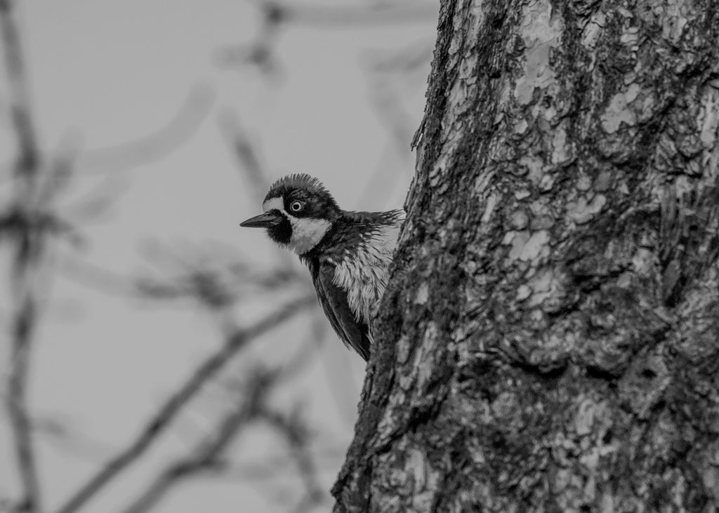 Woodpecker 11x14 Matted Print