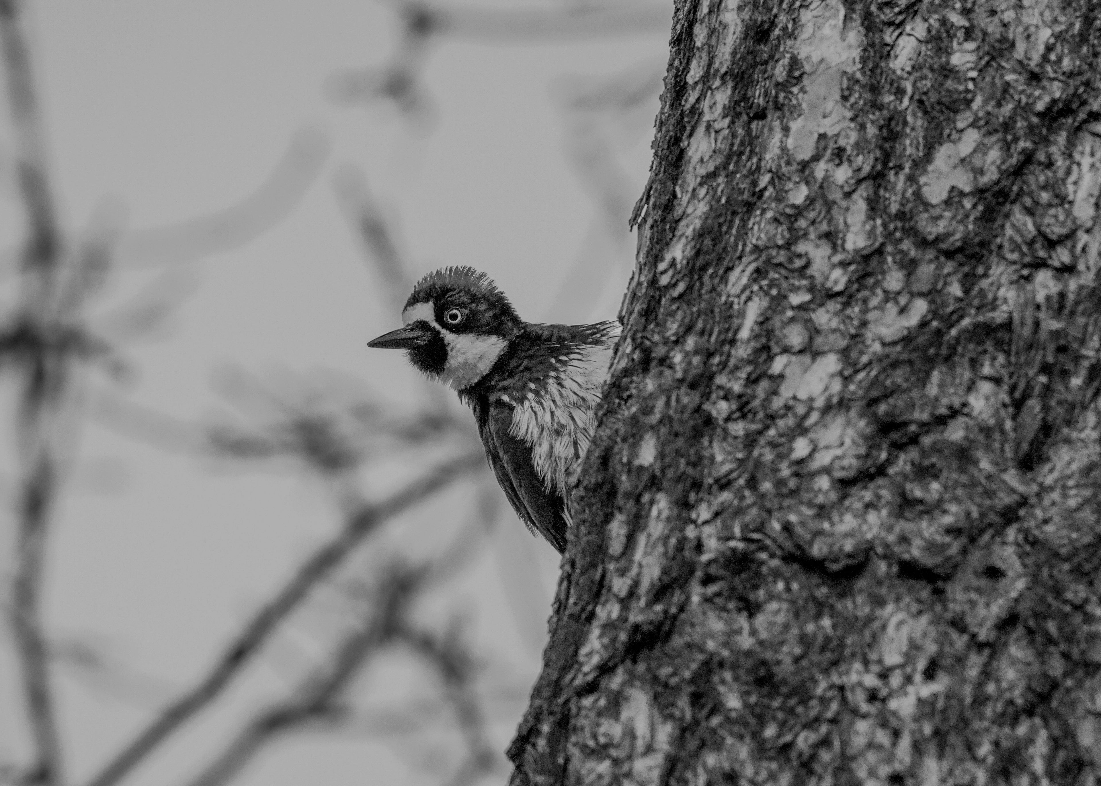 Woodpecker 11x14 Matted Print