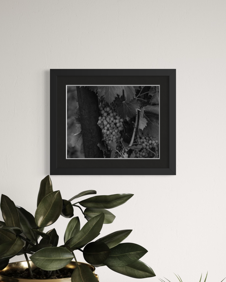 "Grape" 11x14 Matted Print