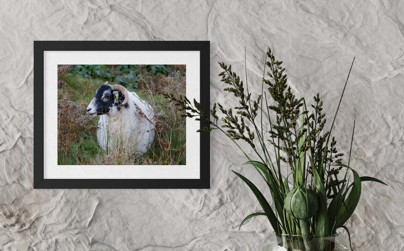 "Skye Sheep" Framed 16x20 Print