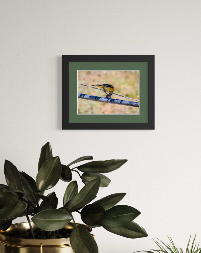 "Thirsty Bird" 11x14 Matted Print