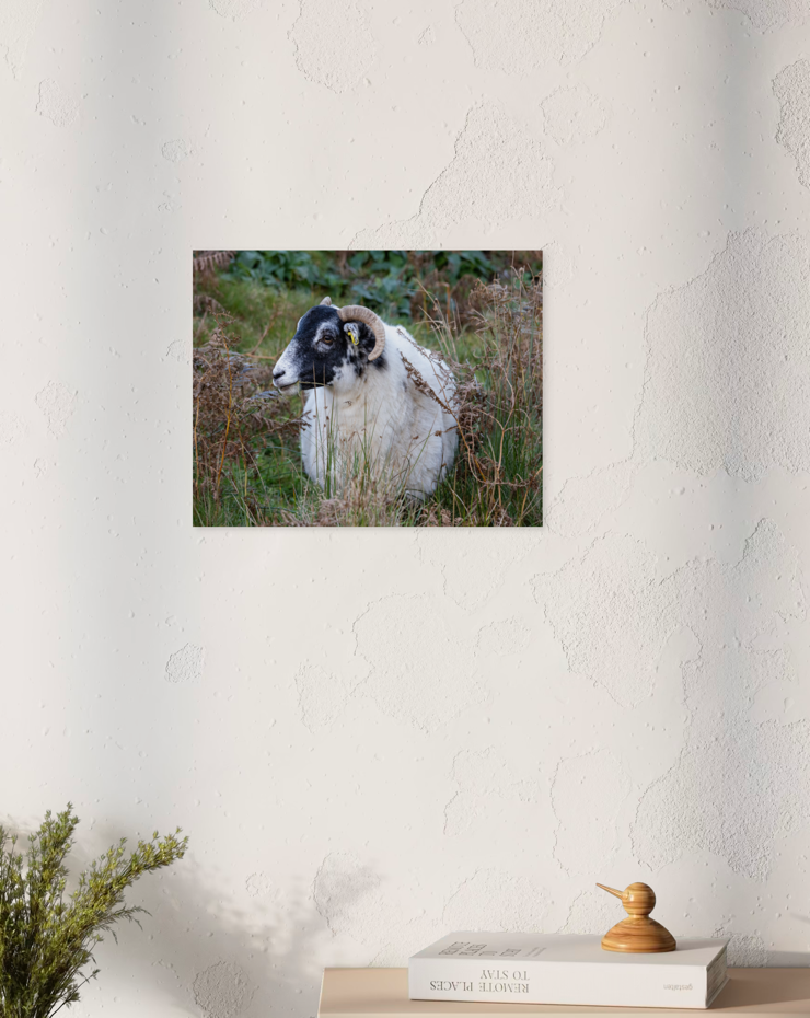 "Skye Sheep" 9x12 Acrylic Print