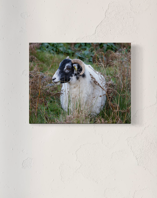 "Skye Sheep" 11x14 Wrapped Canvas Print