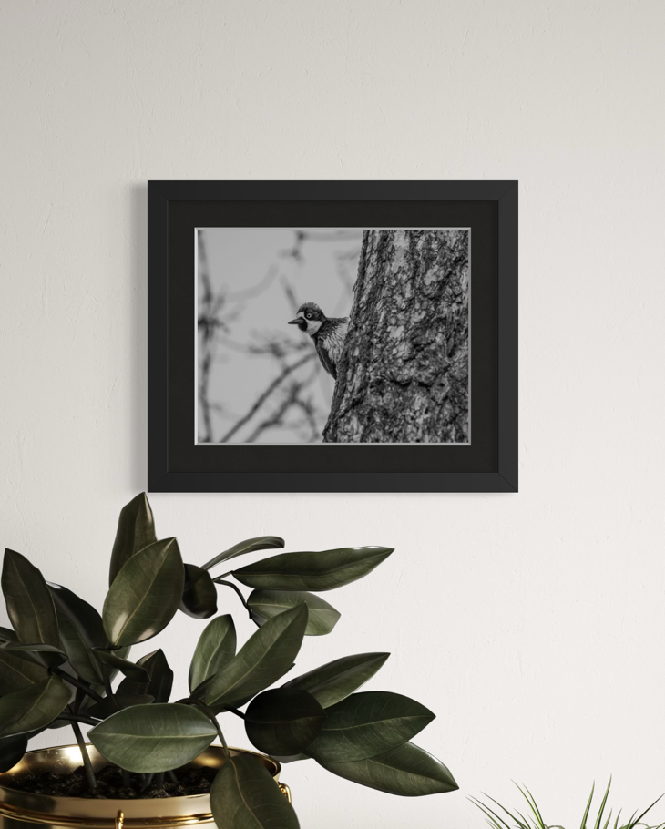 Woodpecker 11x14 Matted Print