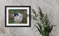 "Skye Sheep" 11x14 Matted Print