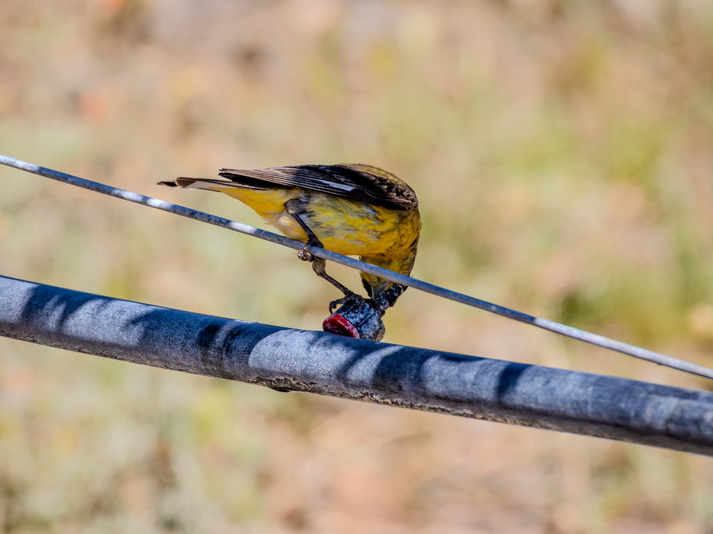"Thirsty Bird" 11x14 Matted Print