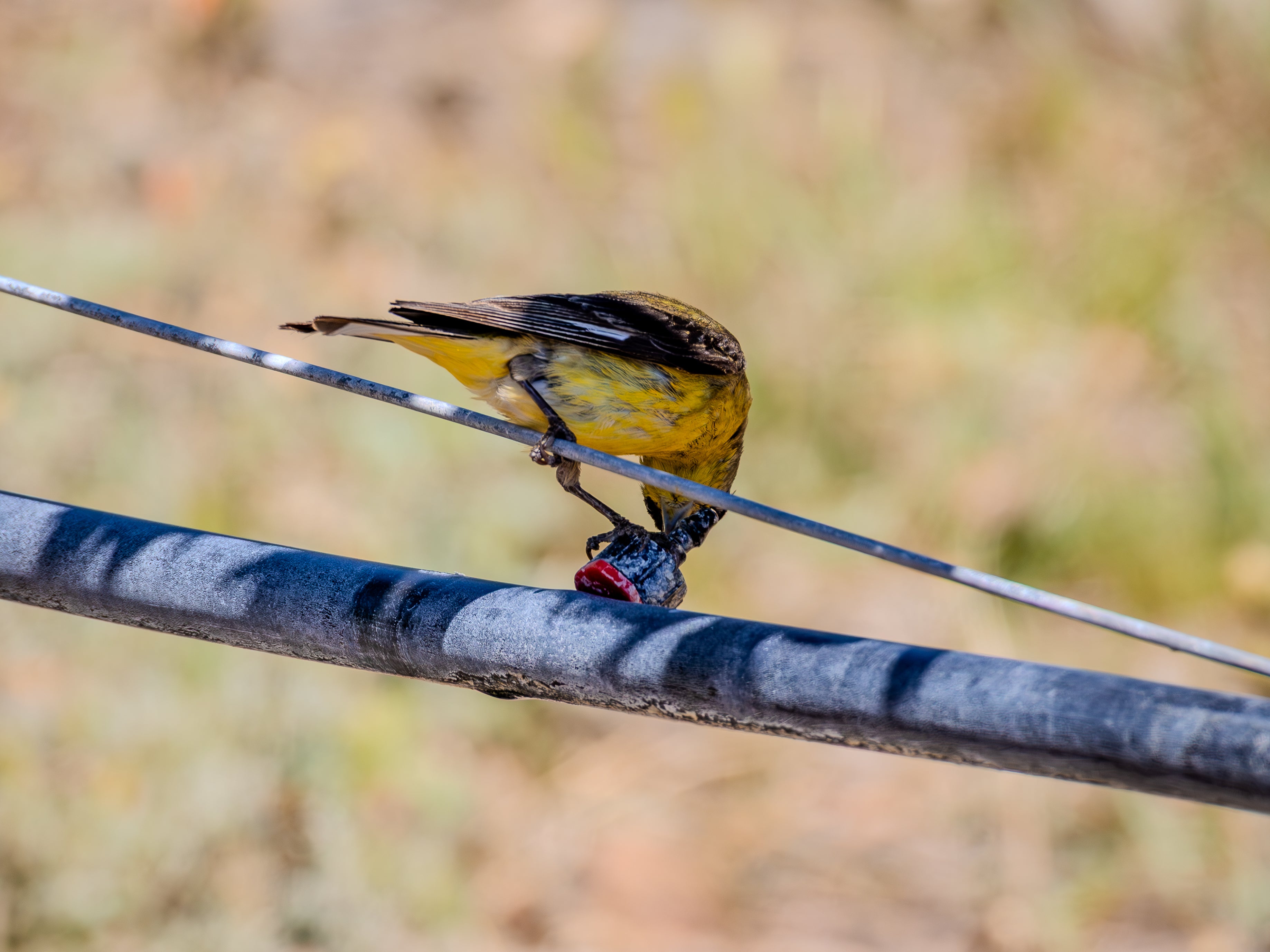 "Thirsty Bird" 11x14 Matted Print