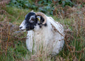 "Skye Sheep" 2x3 Magnet