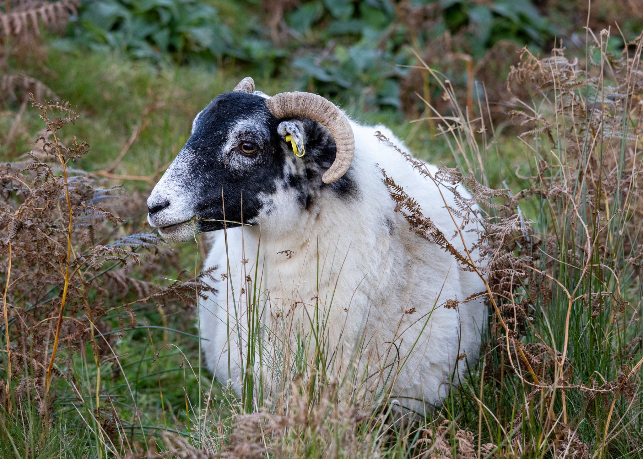 "Skye Sheep" 11x14 Matted Print