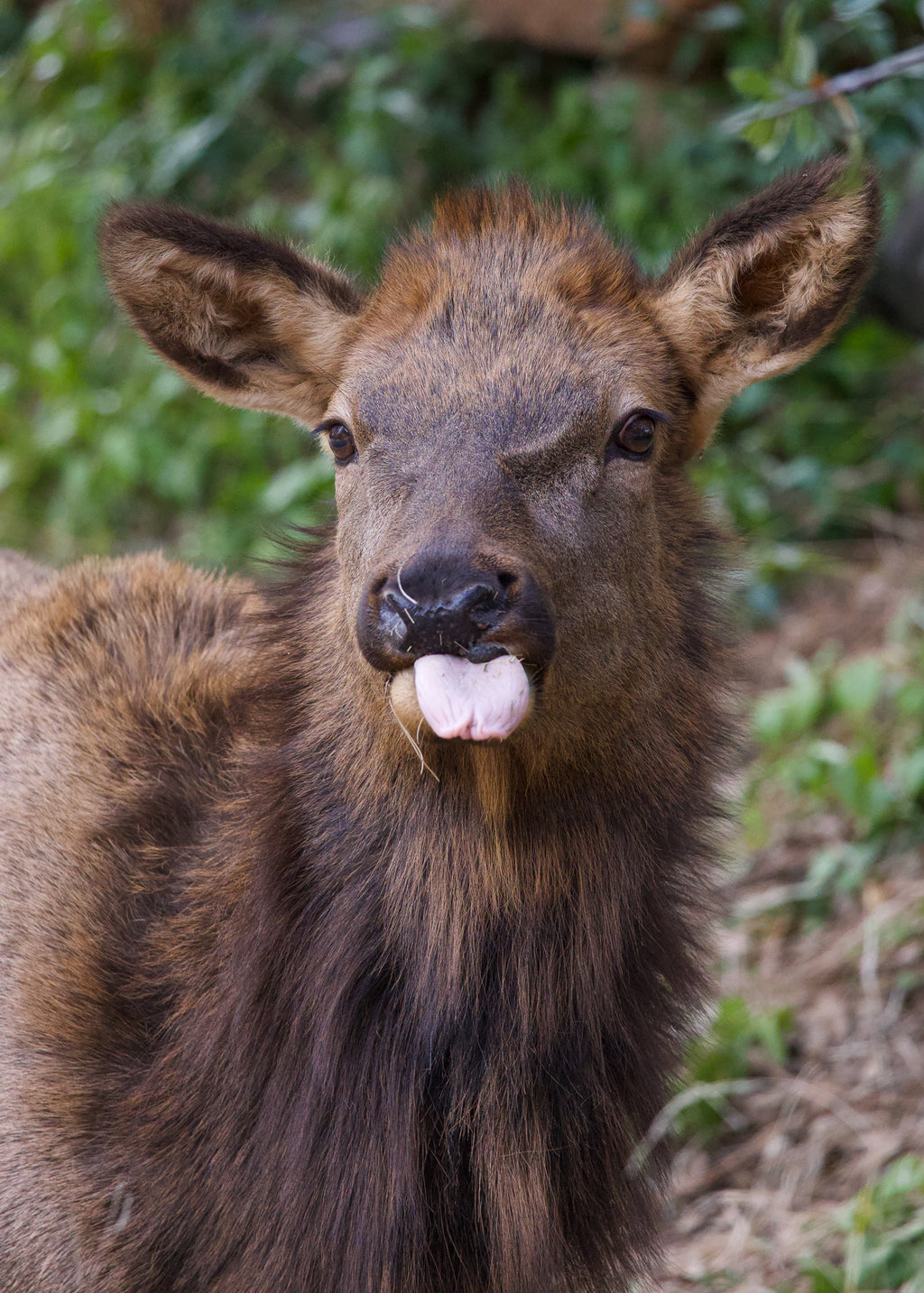 "Tongue Out" 11x14 Matted Print