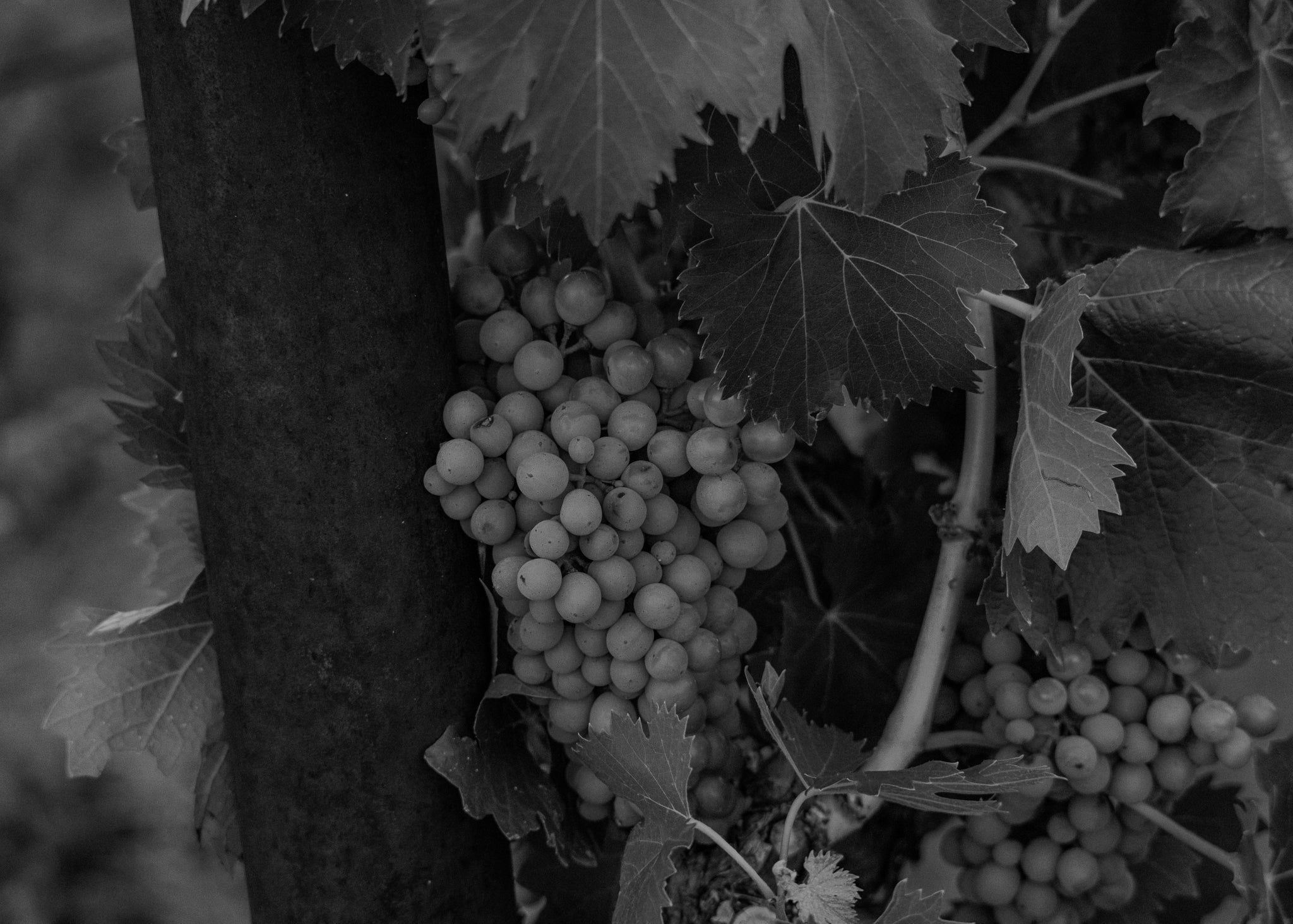 "Grape" 11x14 Matted Print